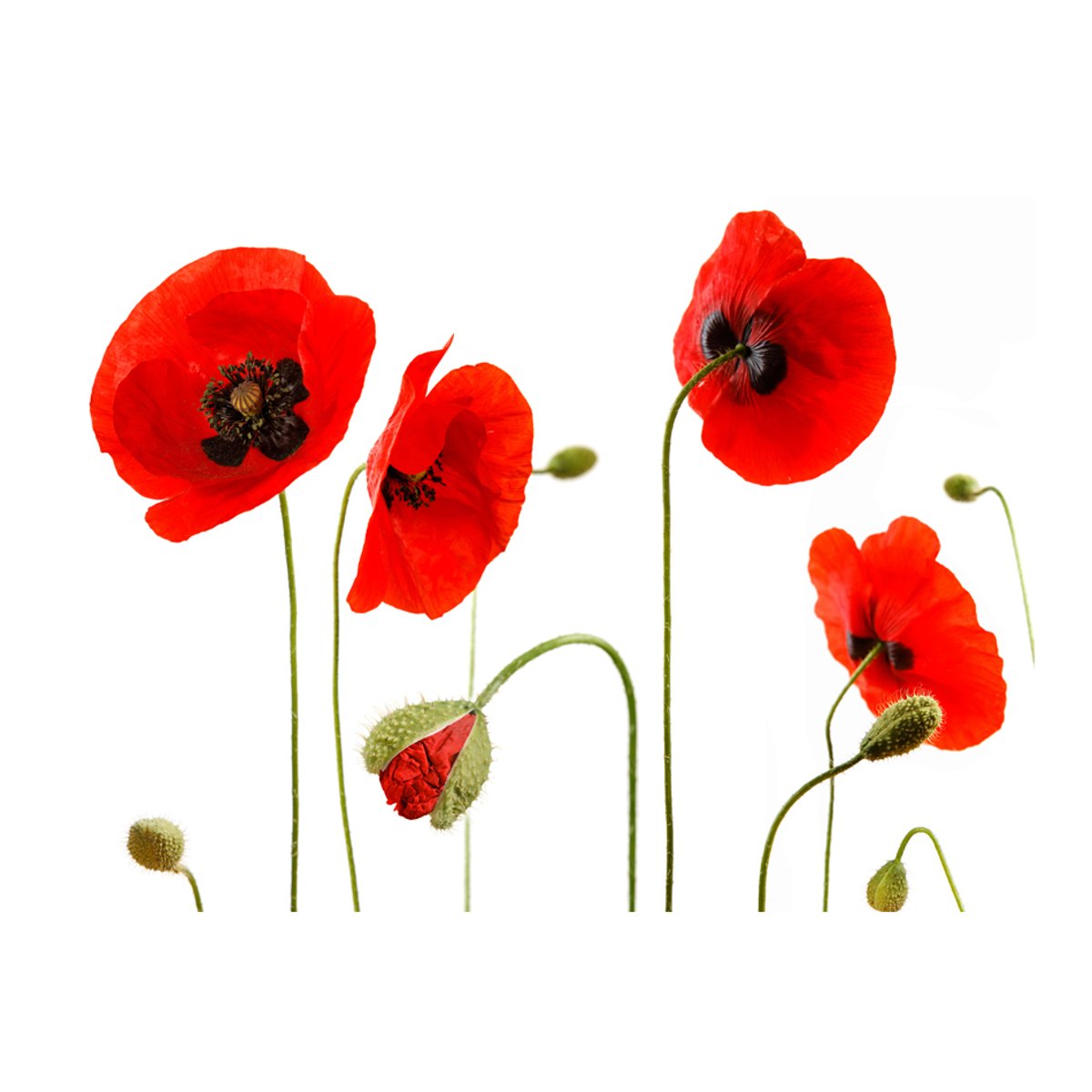 Papier peint intissé panoramique Fleurs Souvenirs d'été : coquelicots rouge, EDEN