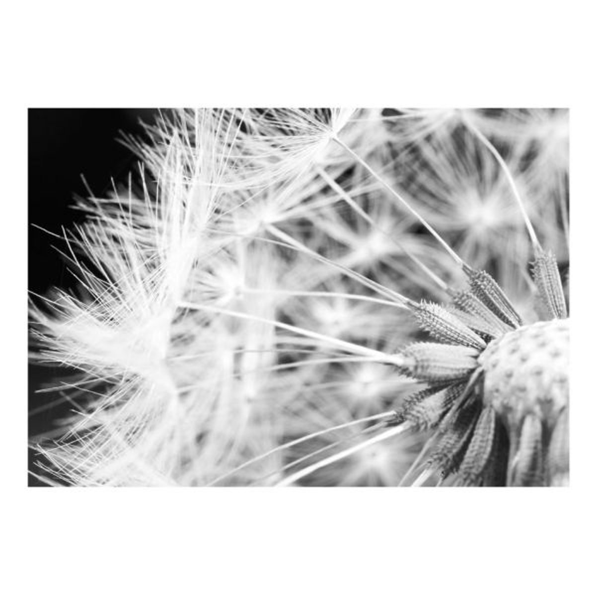 Papier peint intissé panoramique Fleurs Pissenlit en noir et blanc noir, EDEN