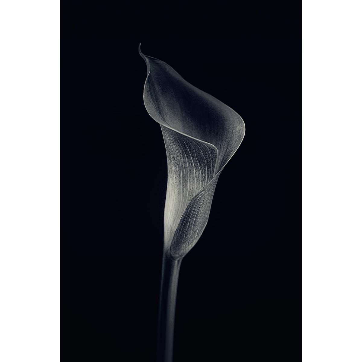 Tableau d'art calla lily toile imprimée, HEXOA