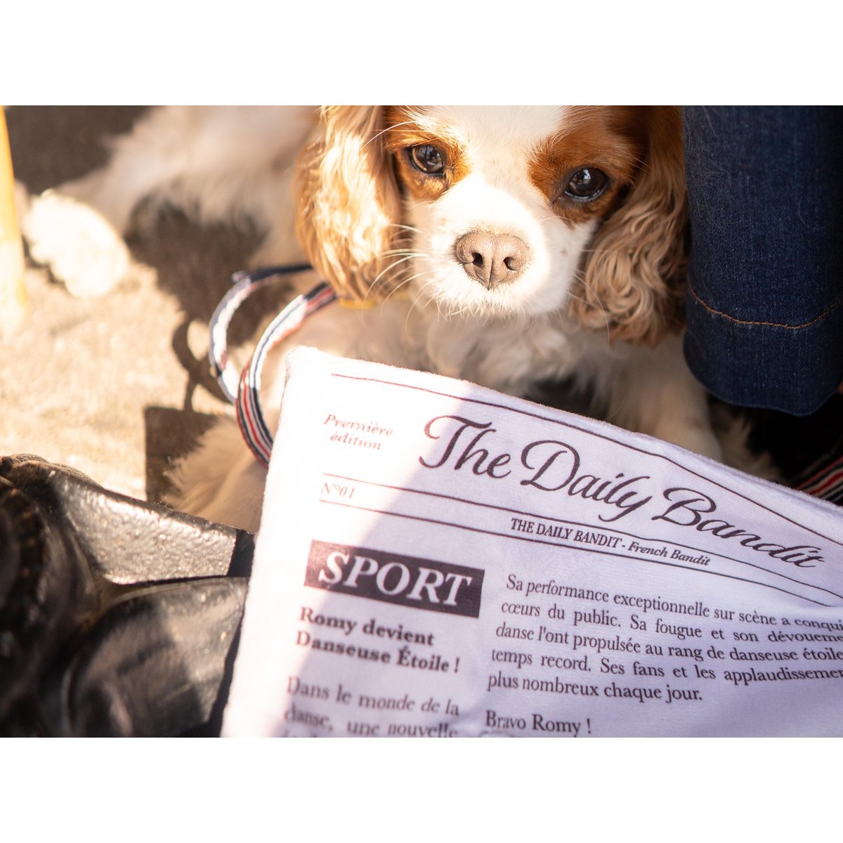 Jouet pour chien journal couleur unique, FRENCH BANDIT