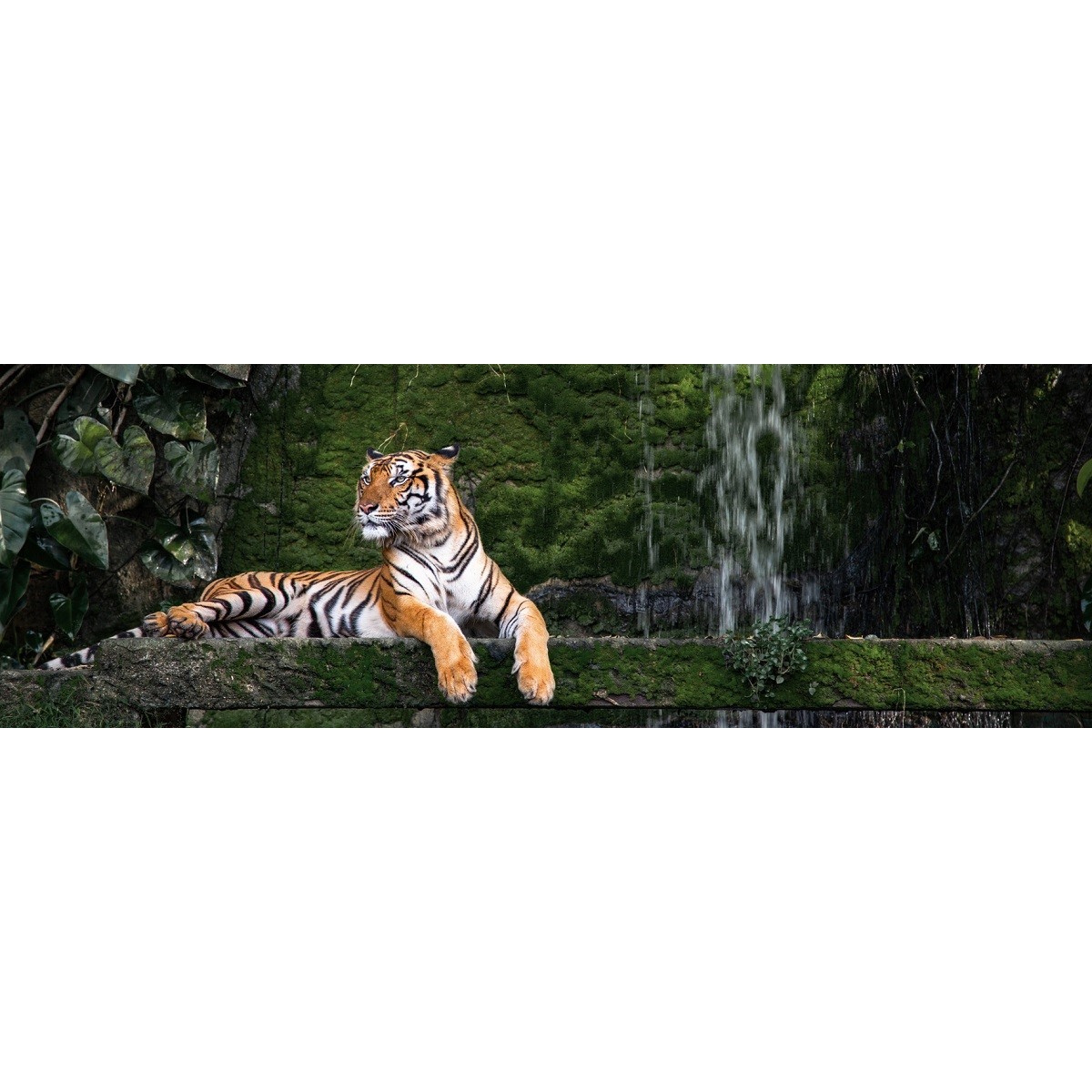 Tableau Mural Tigre Du Bengale ANIMAUX tableaux sur toile-vert, CEANOTHE