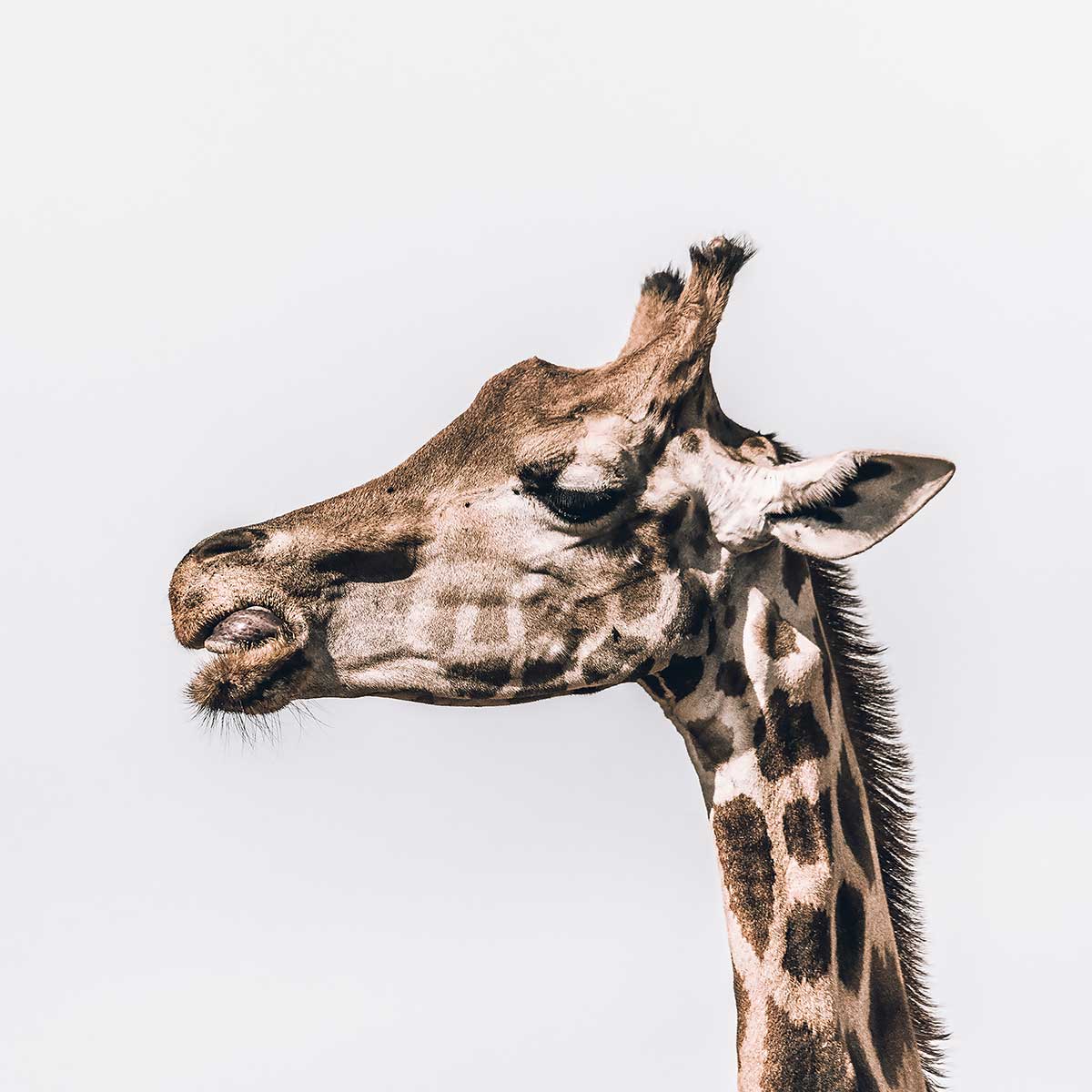 Tableau animaux prendre de la hauteur tableau alu dibond, HEXOA