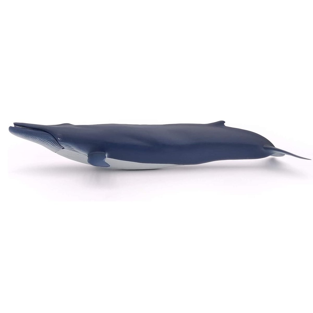 Baleine bleue bleu marine, PAPO