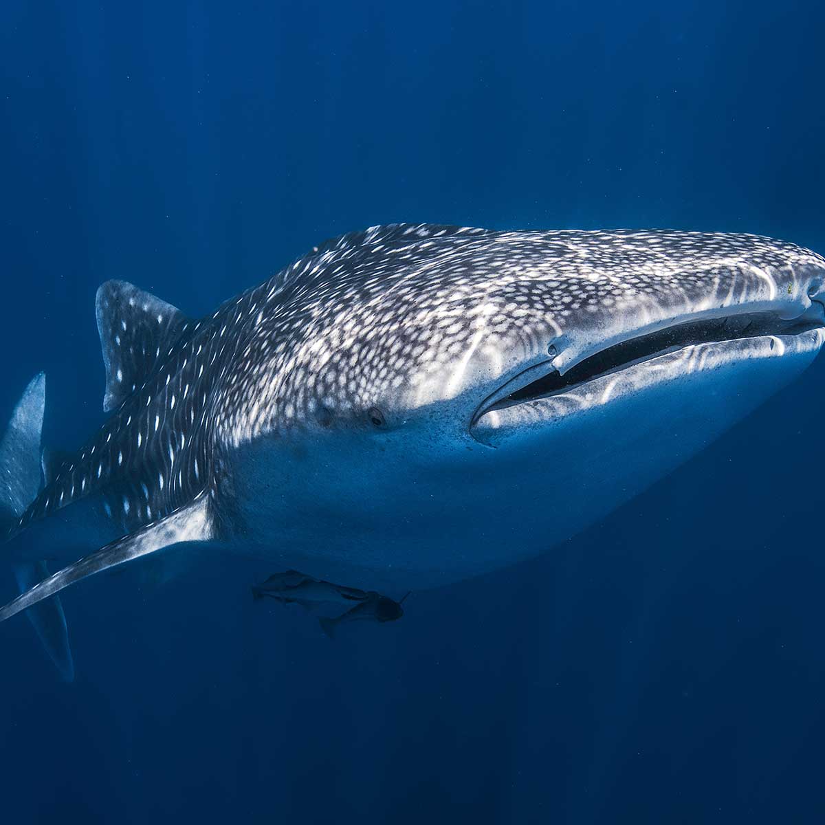 Affiche Requin baleine affiche + cadre en bois - noir, HEXOA