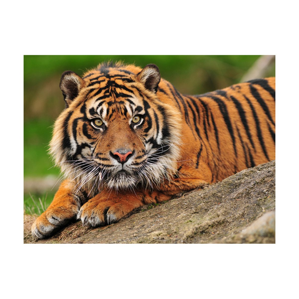 Papier peint intissé panoramique Animaux Tigre de Sumatra vert, EDEN