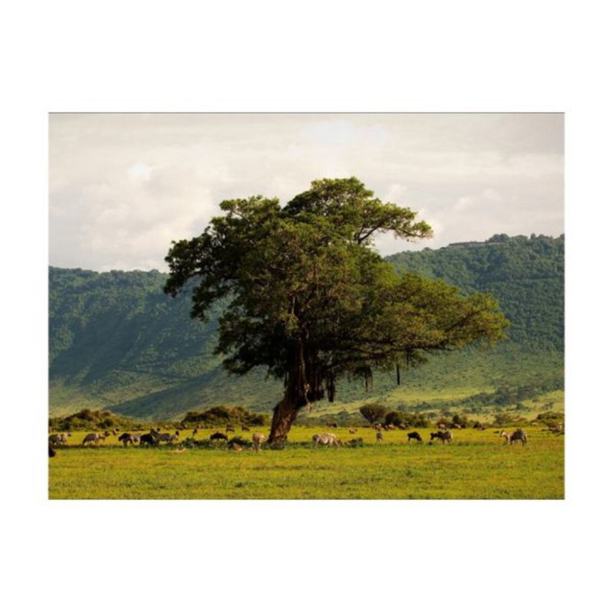 Papier peint intissé panoramique Paysage In a crater of Ngoro ngoro vert, EDEN