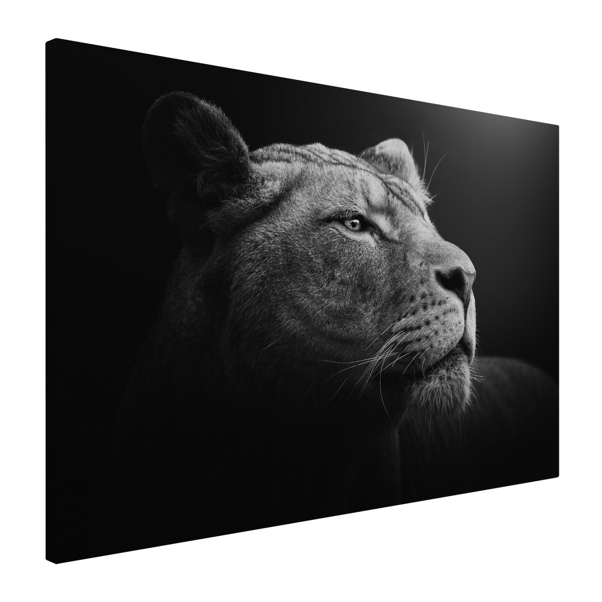 Tableau Sur Toile Lionne Sauvage Pensive ANIMAUX tableaux sur toile-noir & blanc, CEANOTHE