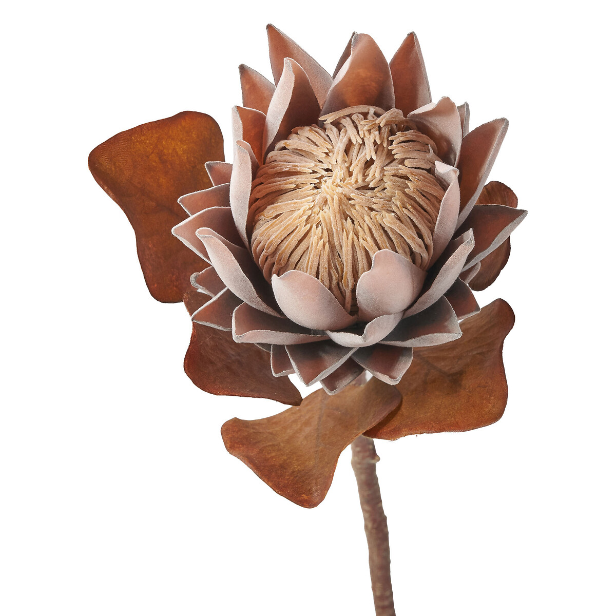 Mulberry Brown Dried Flower Bunch brown , SO'HOME