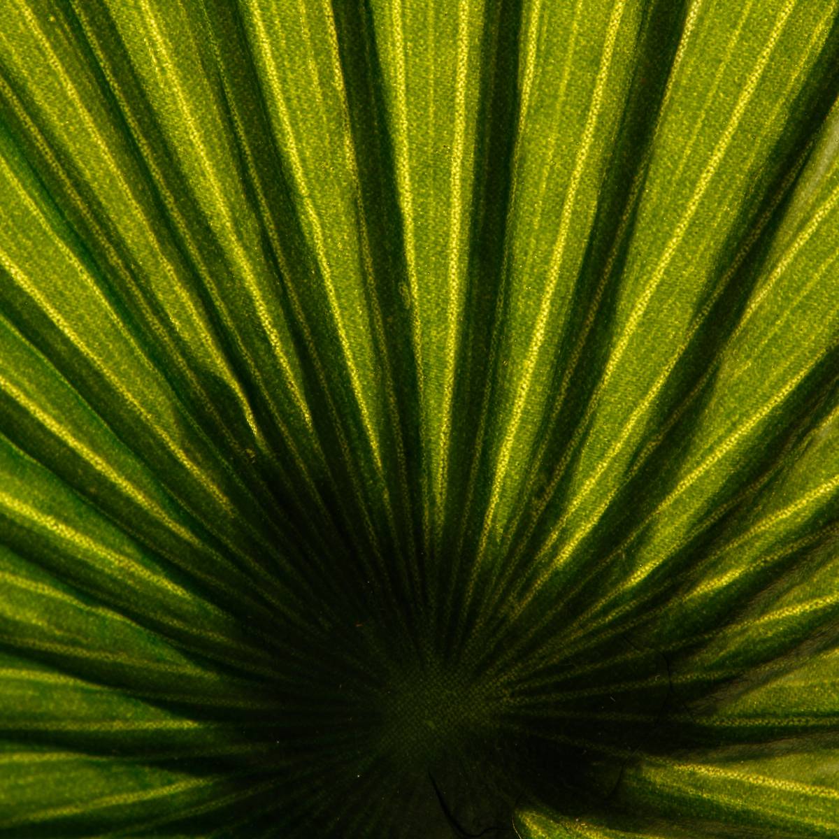 Palmier artificiel vert, ATMOSPHERA