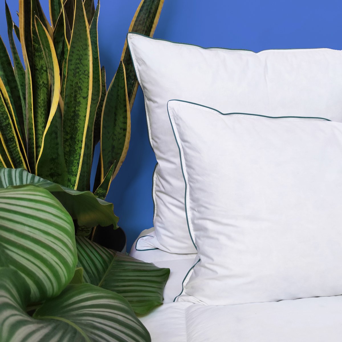 Oreiller MEDIUM 40% Duvet - coton Bio - Lupin blanc, WAKE ME GREEN