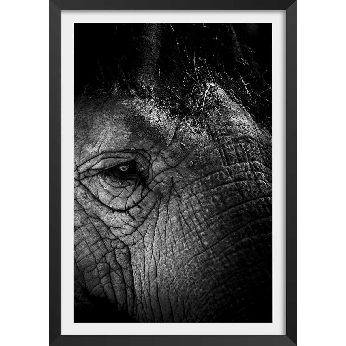 Affiche éléphant close up affiche + cadre en bois - noir, HEXOA