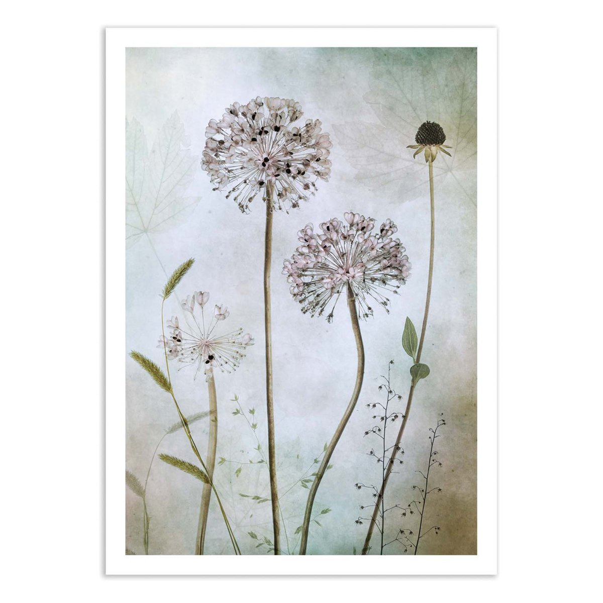 Affiche d'art - Allium - Mandy Disher couleur unique, WALL EDITIONS