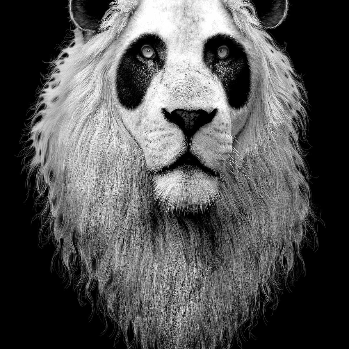 Affiche enfant le pandalion affiche seule, HEXOA