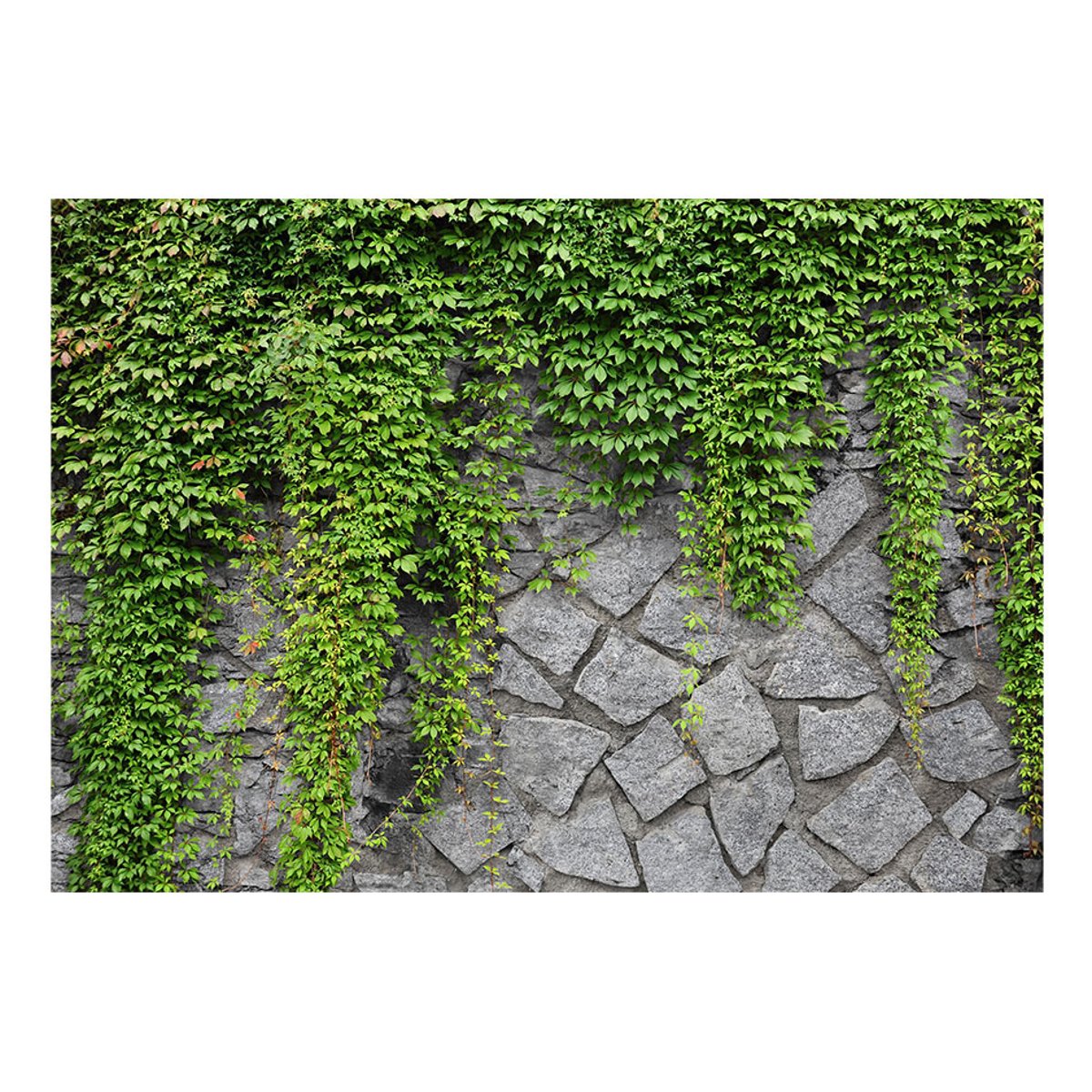 Papier peint intissé panoramique Mur vert vert, EDEN