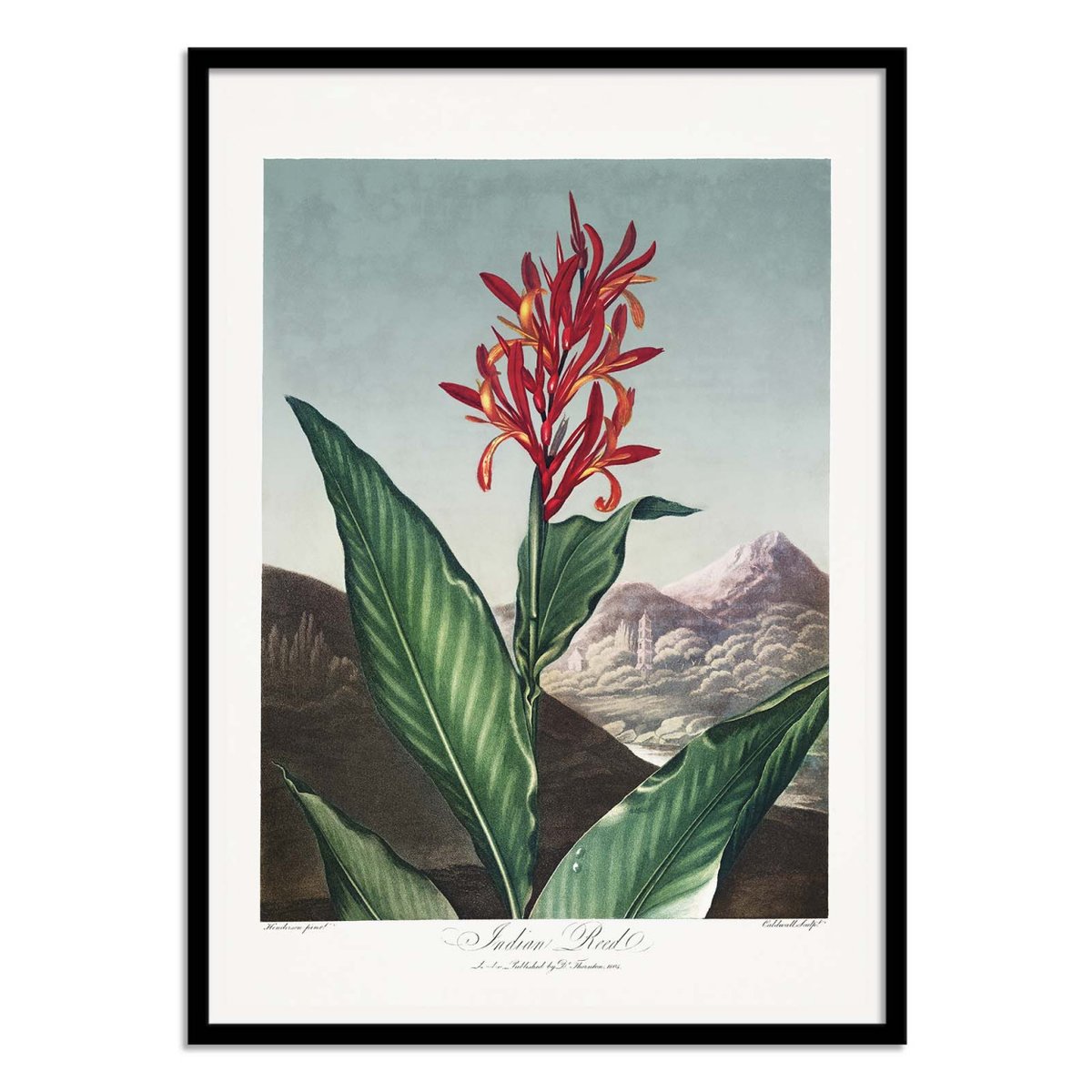 Affiche d'art - Indian Reed from The Temple of Flora (1807) - Robert John Thornton couleur unique, WALL EDITIONS