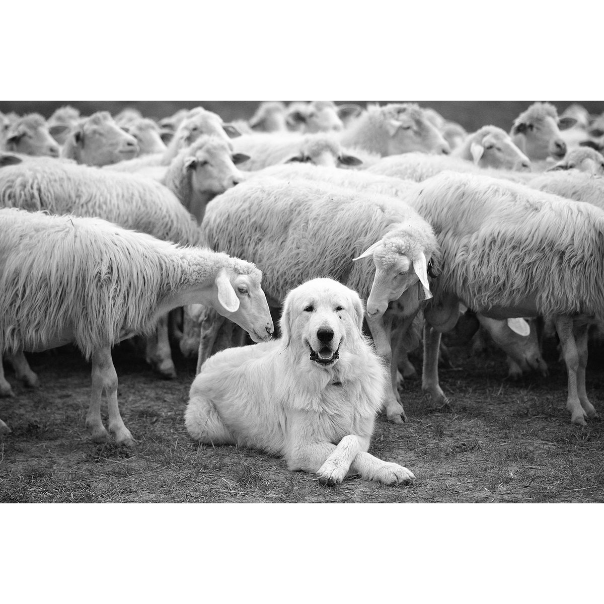 Tableau paysage chien de berger tableau alu dibond, HEXOA