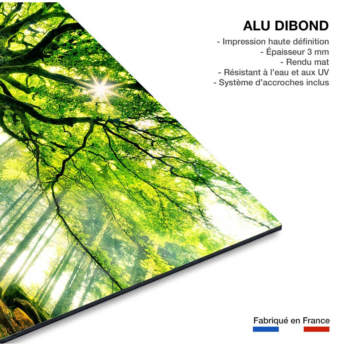 Tableau nature l 'hêtre de ponthus tableau alu dibond, HEXOA