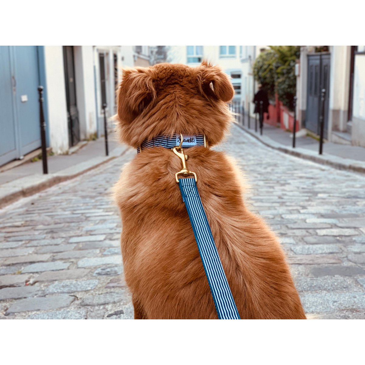 Collier pour chien IN THE NAVY rayures blanches et bleues, FRENCH BANDIT