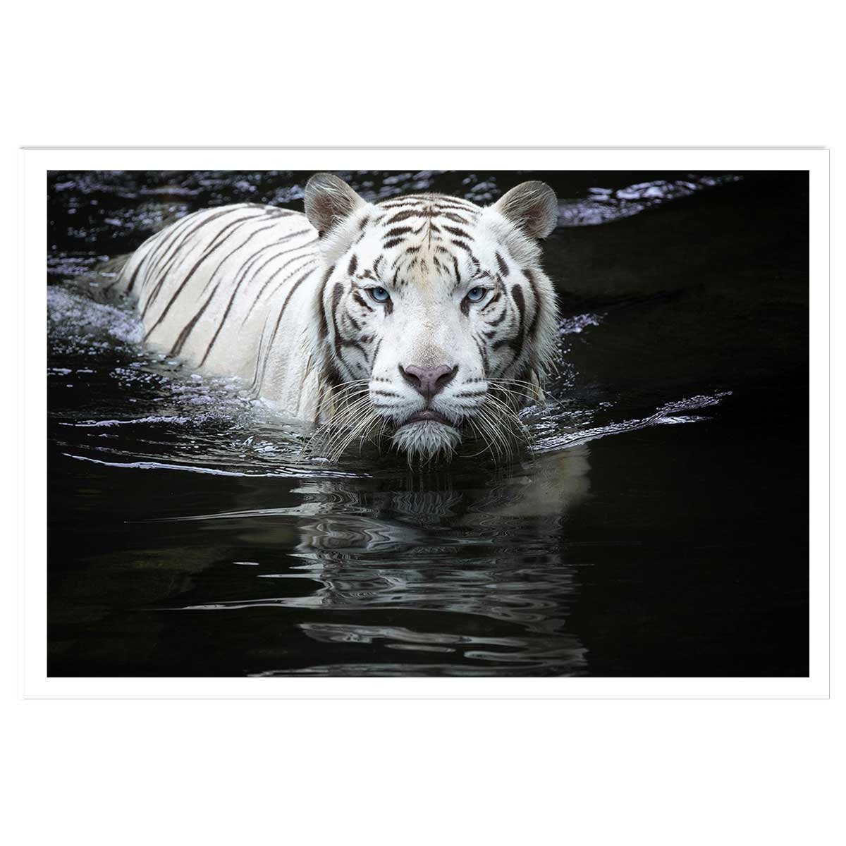 Affiche tigre Regarde moi... affiche seule, HEXOA
