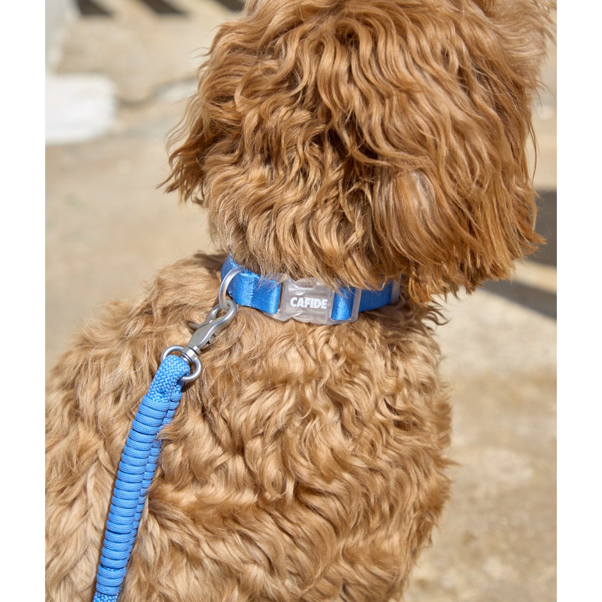 Collier pour chien, ONA bleu, CAFIDE