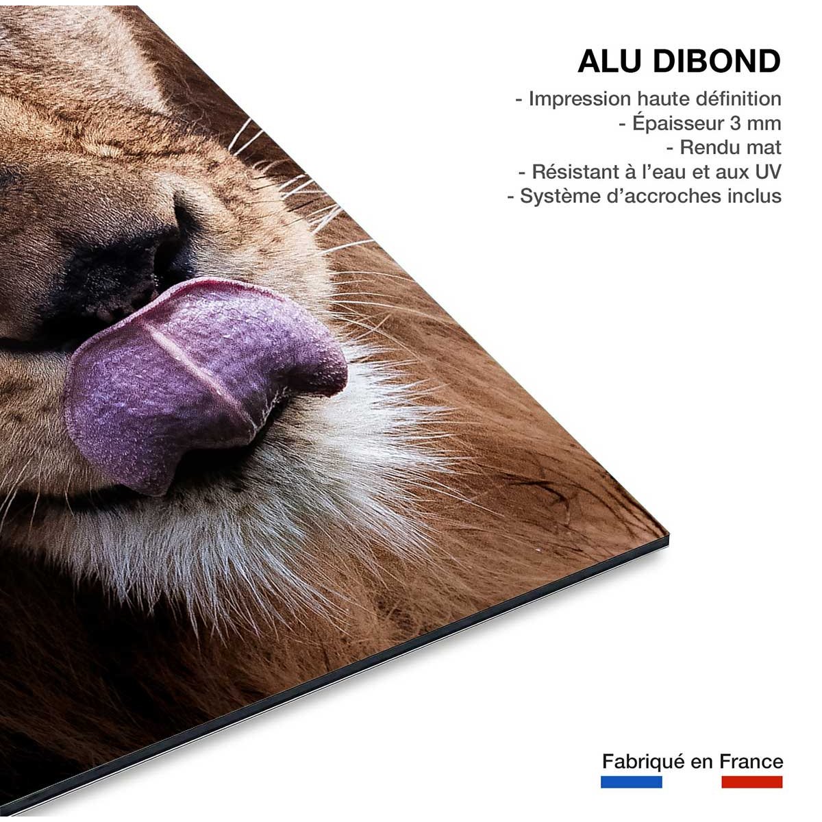 Tableau animaux delice de lion tableau alu dibond, HEXOA