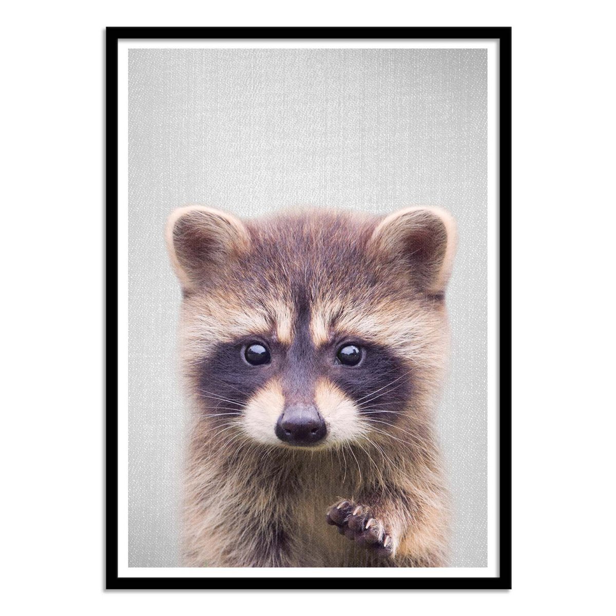Affiche d'art - Raccoon - Gal Design affiche d'art, WALL EDITIONS