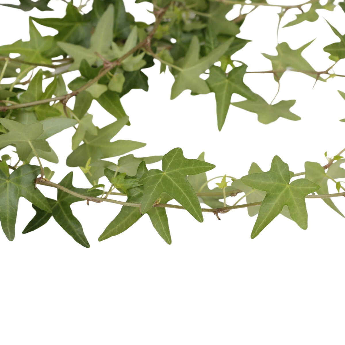 Planta Hera jacobine, BIOMA verde, BIOMA PLANTS