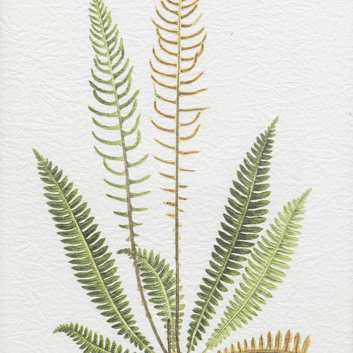 Set of 4 Assorted Ferns Framed Art green, ÉDITÉ