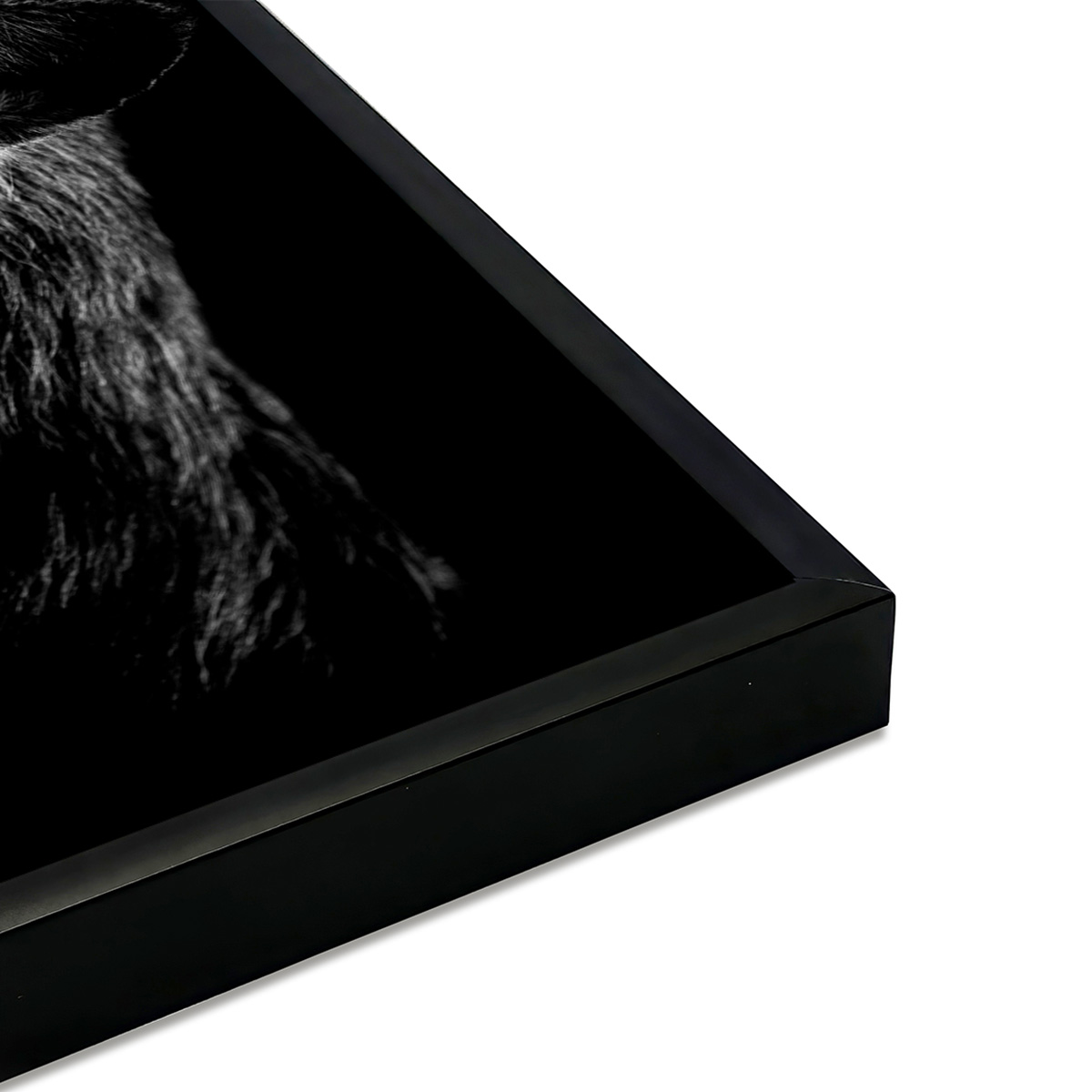 Affiche encadrée lion noir et blanc au regard bleu affiche + cadre en métal - noir, HEXOA