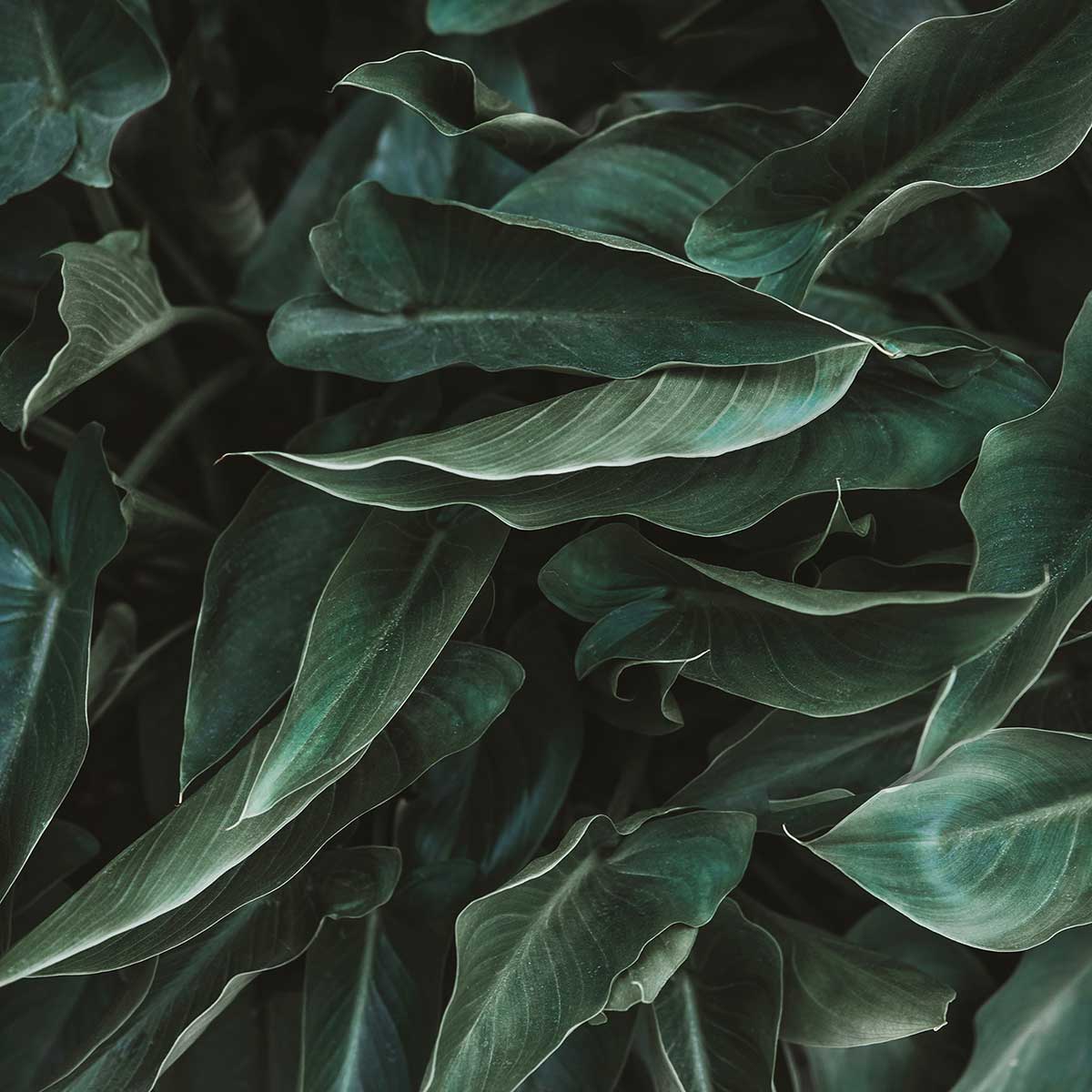 Affiche green leaves affiche + cadre en bois - noir, HEXOA