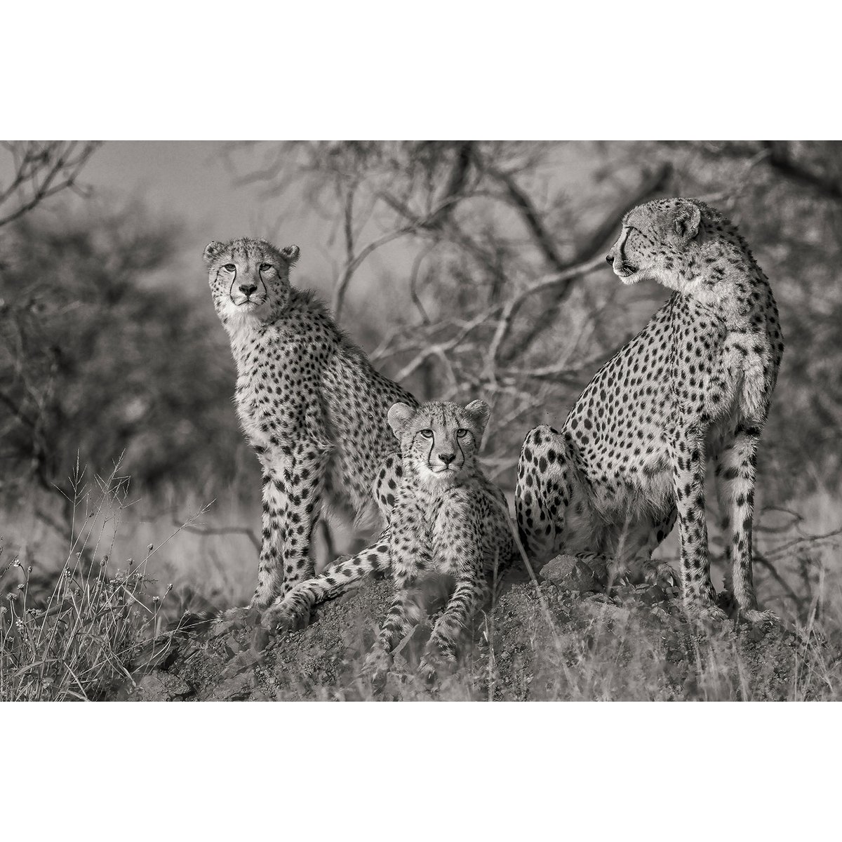 Tableau animaux 3 petits chats tableau alu dibond, HEXOA
