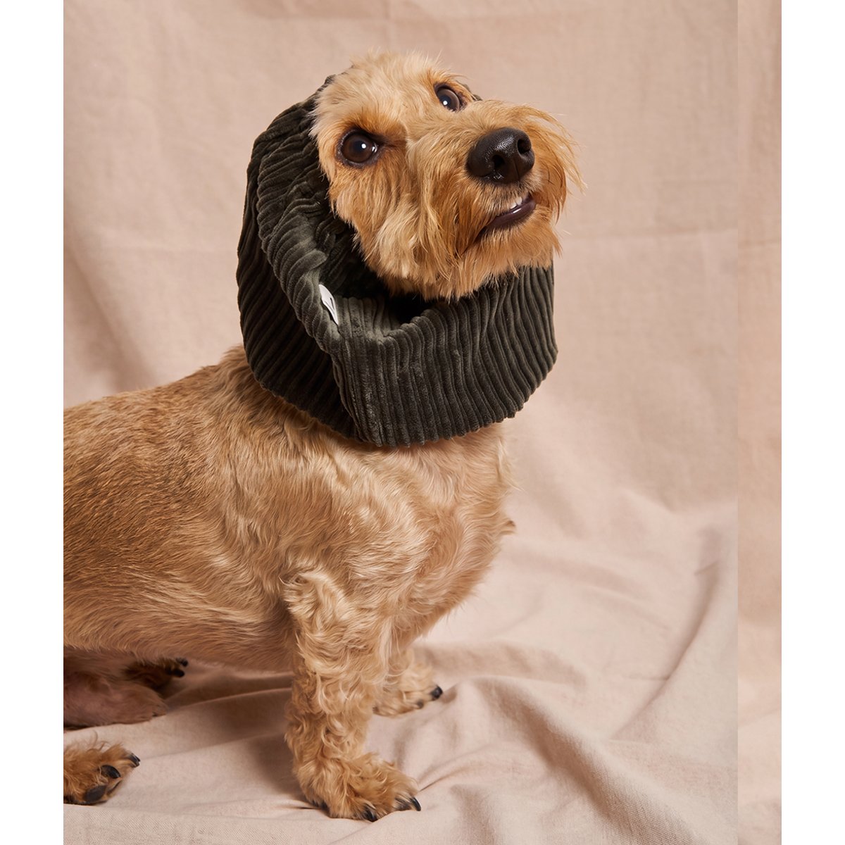 Snood en velours côtelé vert pour chien, Olga vert, CAFIDE