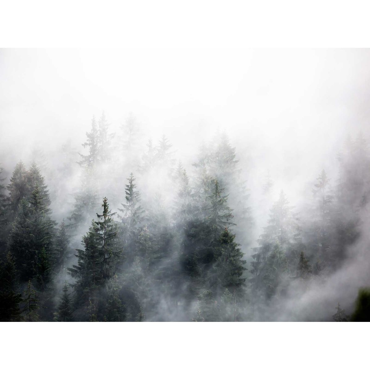 Papier peint bois sous la brume intissé, HEXOA