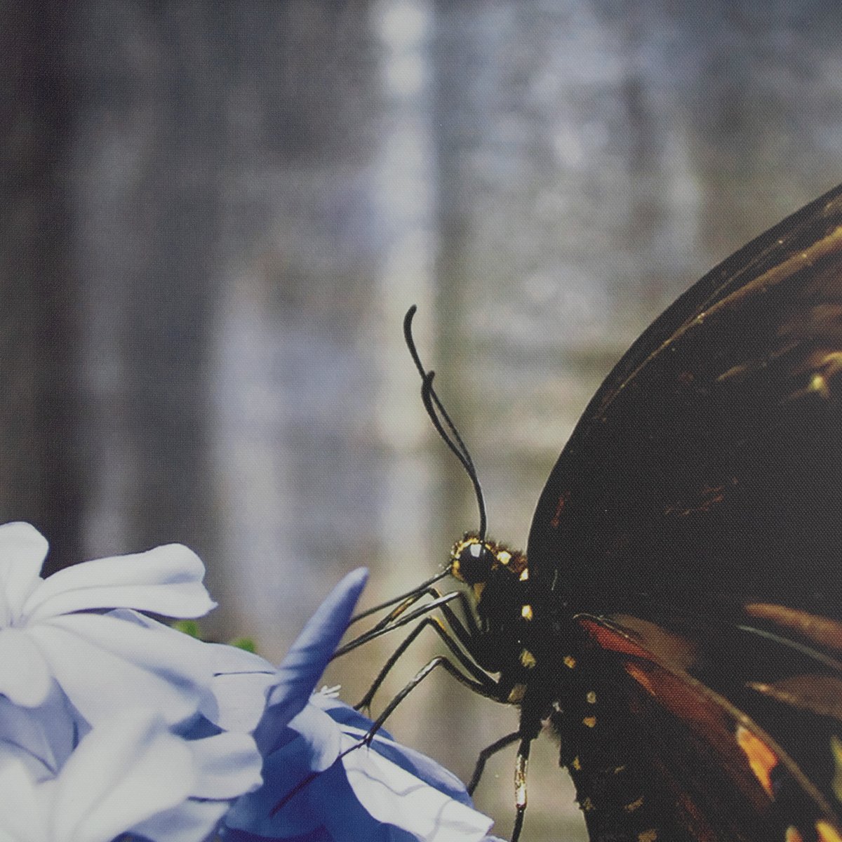 Tableau de jardin Papillon et lilas violet, marron, ART FOR THE HOME