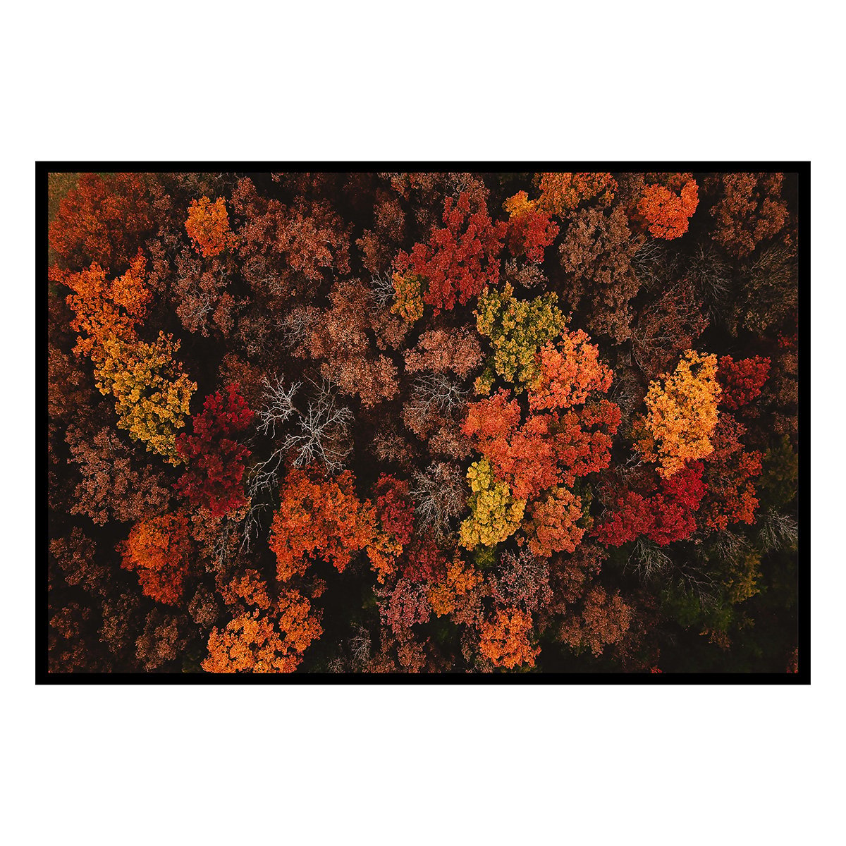 Affiche encadrée Forêt d’automne en plongée verticale affiche + cadre en métal - noir, HEXOA
