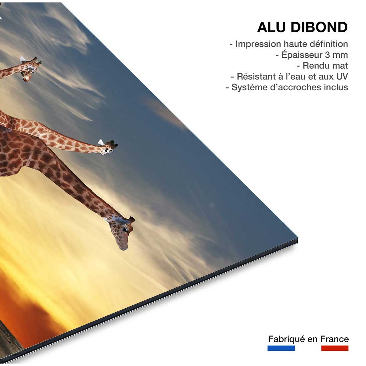 Tableau animaux girafe meeting tableau alu dibond, HEXOA
