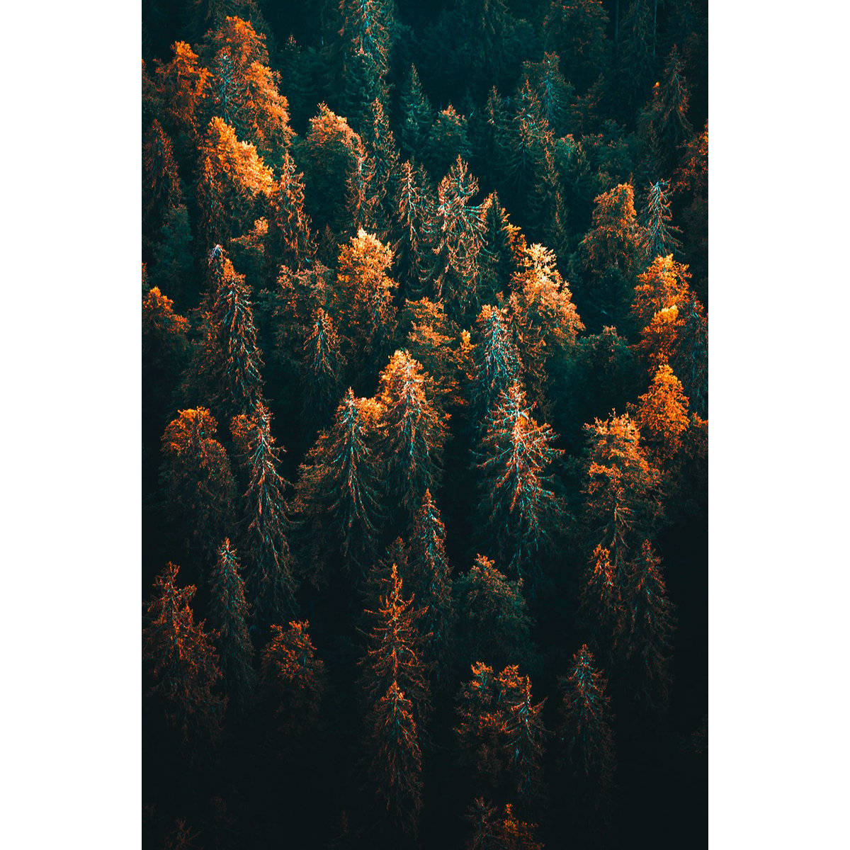 Tableau couleur d'automne en haute savoie tableau alu dibond, HEXOA