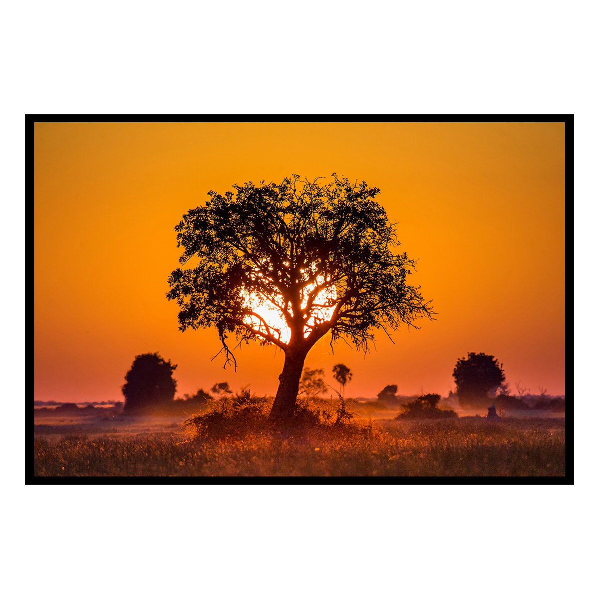 Affiche encadrée arbre savane coucher soleil affiche + cadre en métal - noir, HEXOA