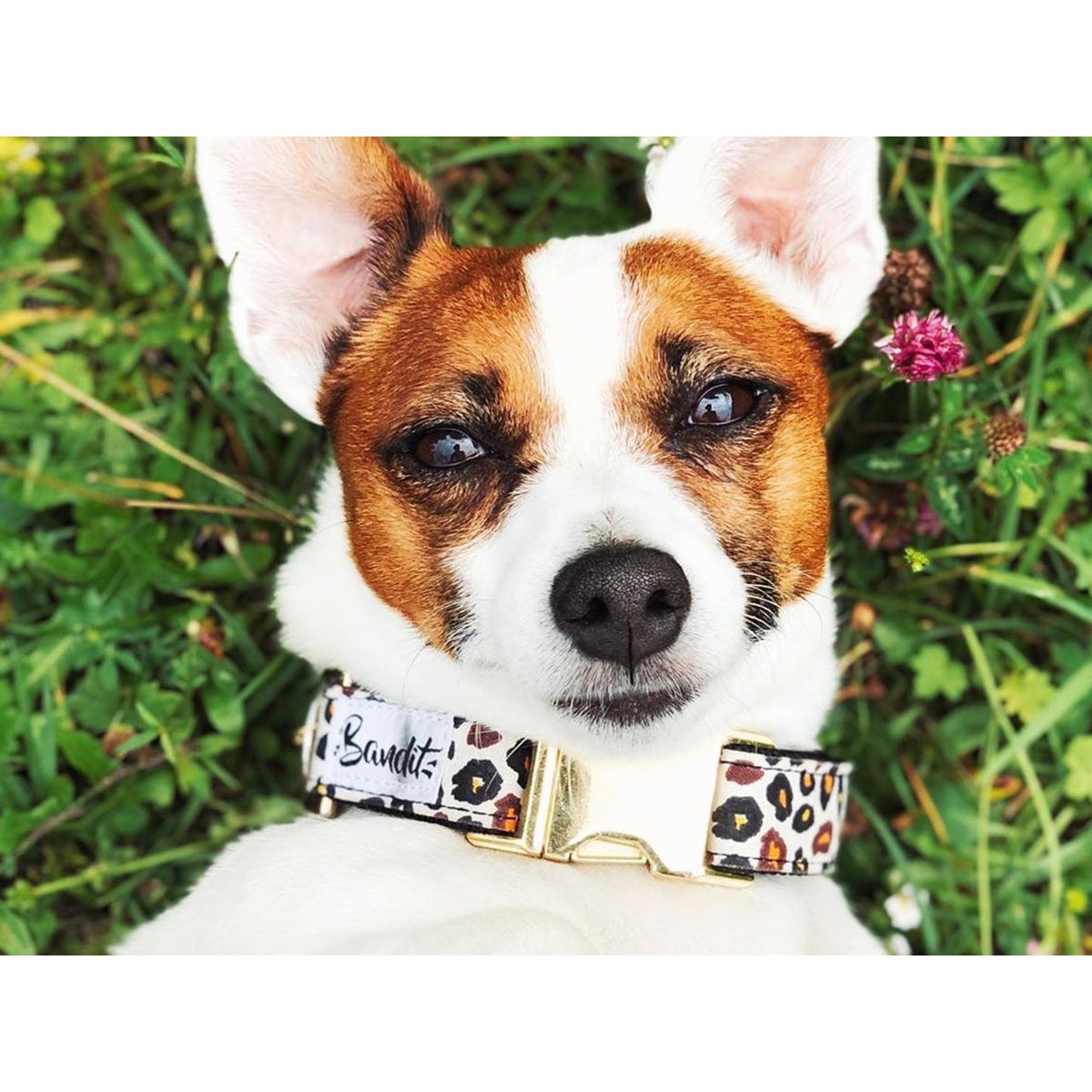 Collier pour chien WILD WILD WOUF motif léopard, FRENCH BANDIT