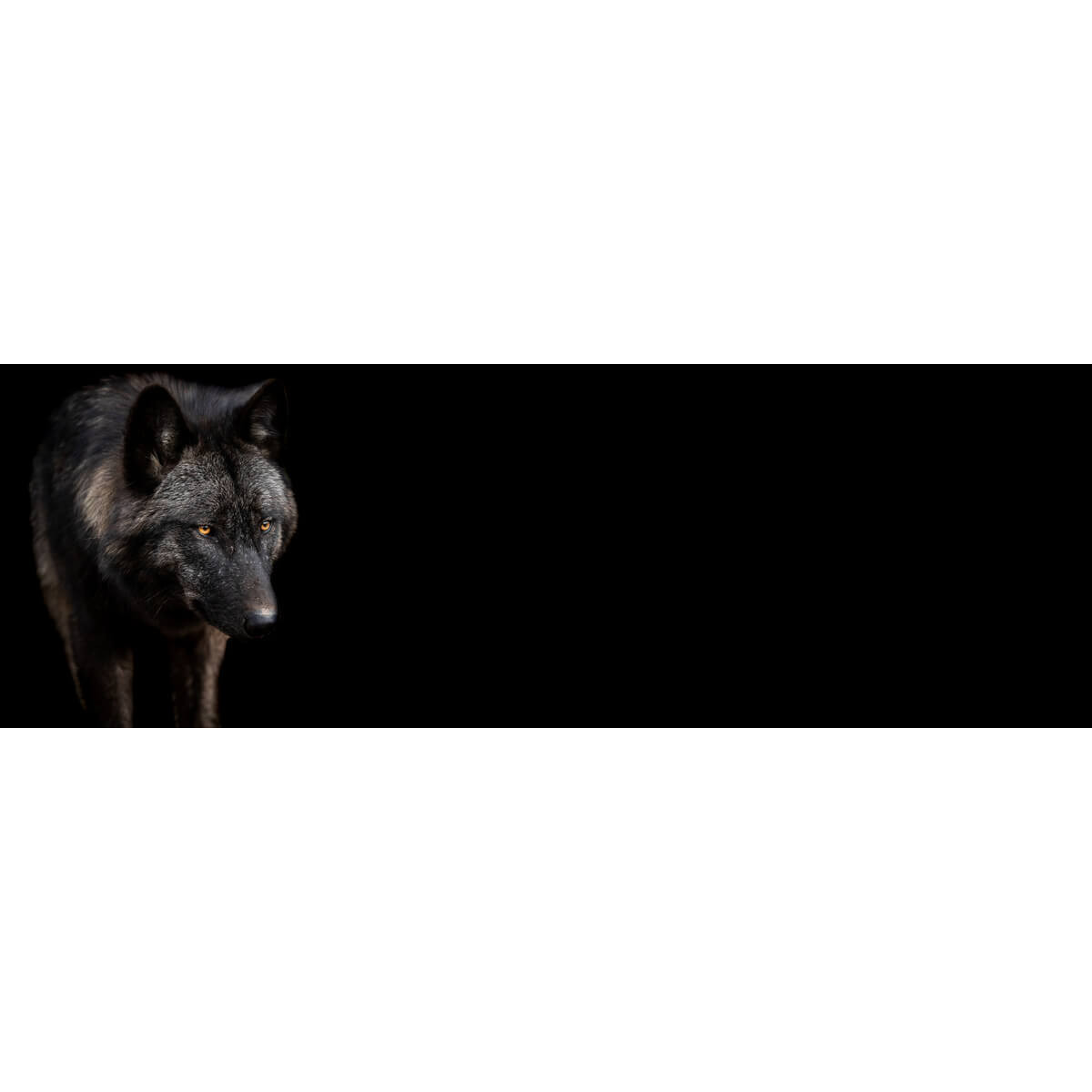 Tableau Mural Loup Noir ANIMAUX tableaux sur toile-noir, CEANOTHE