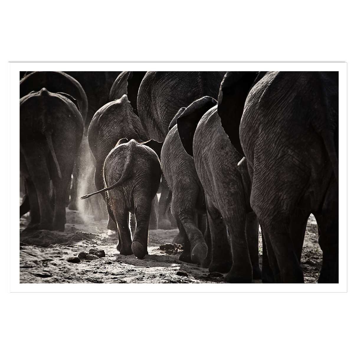 Affiche animaux cap afrique affiche seule, HEXOA