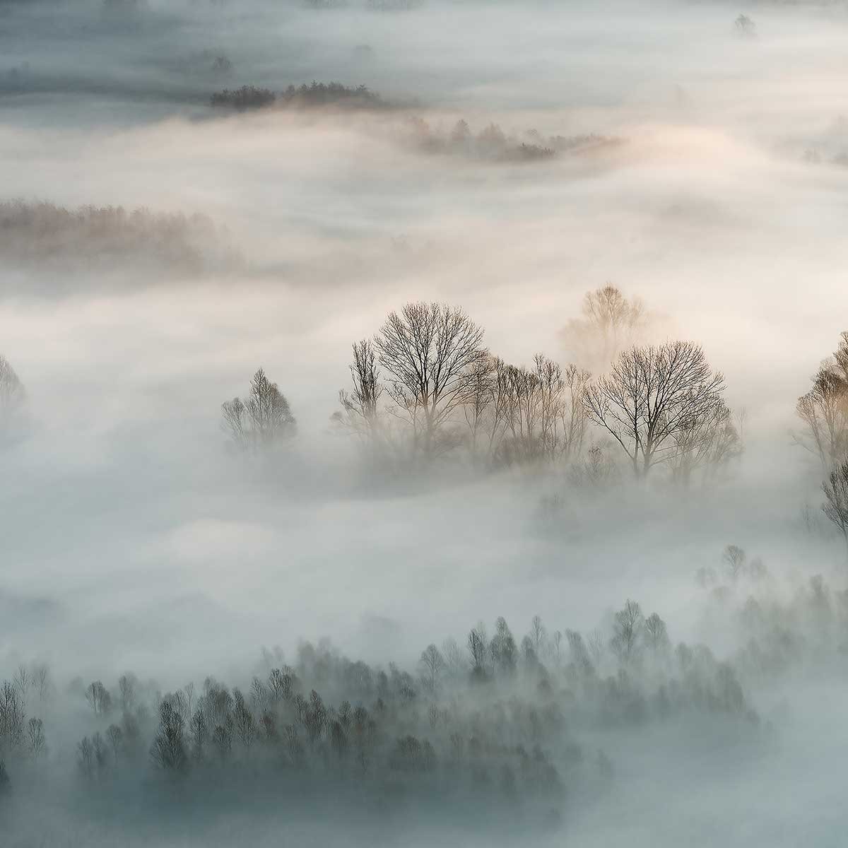 Affiche paysage brouillard hivernal affiche + cadre en bois - noir, HEXOA