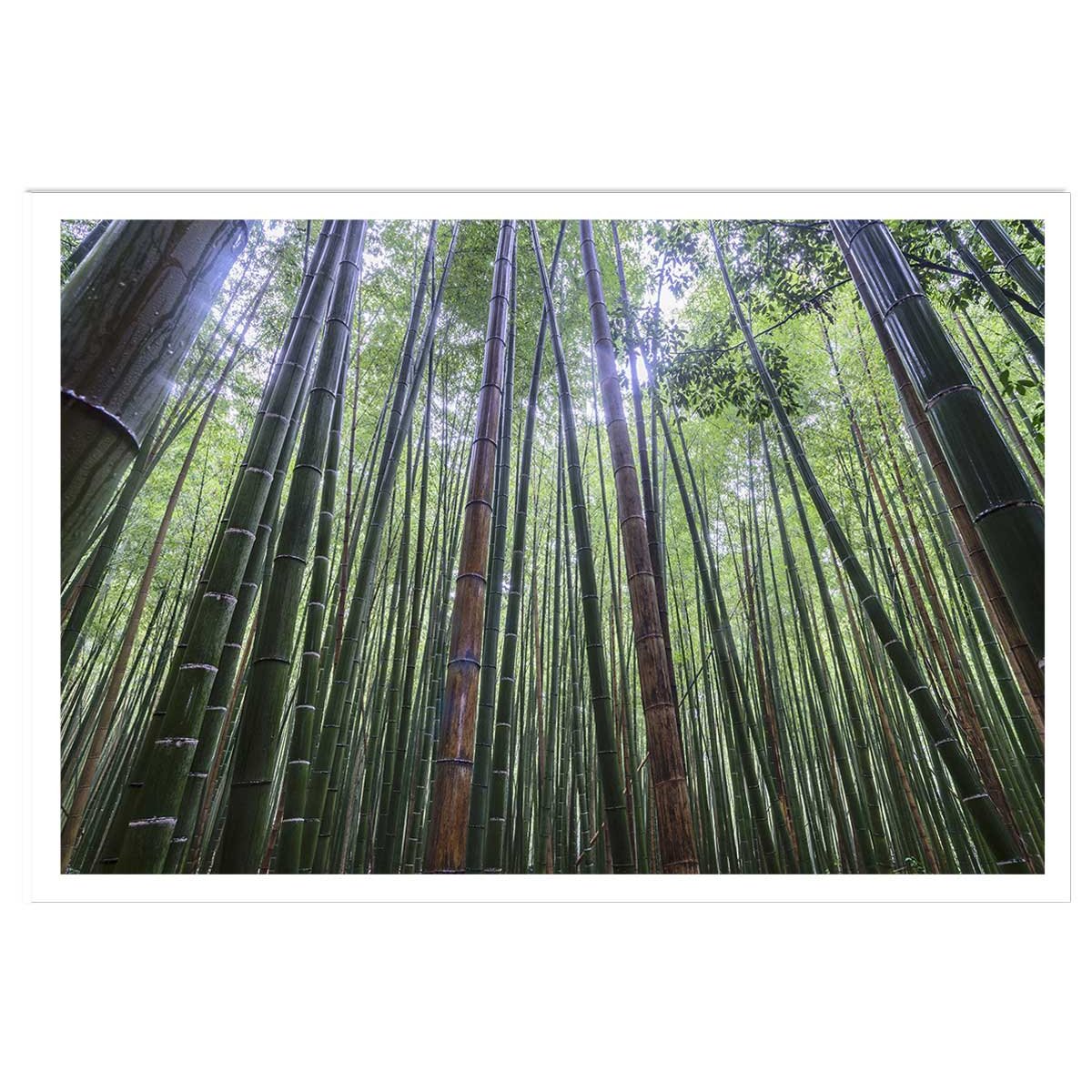 Affiche zen Bambous Geants affiche seule, HEXOA