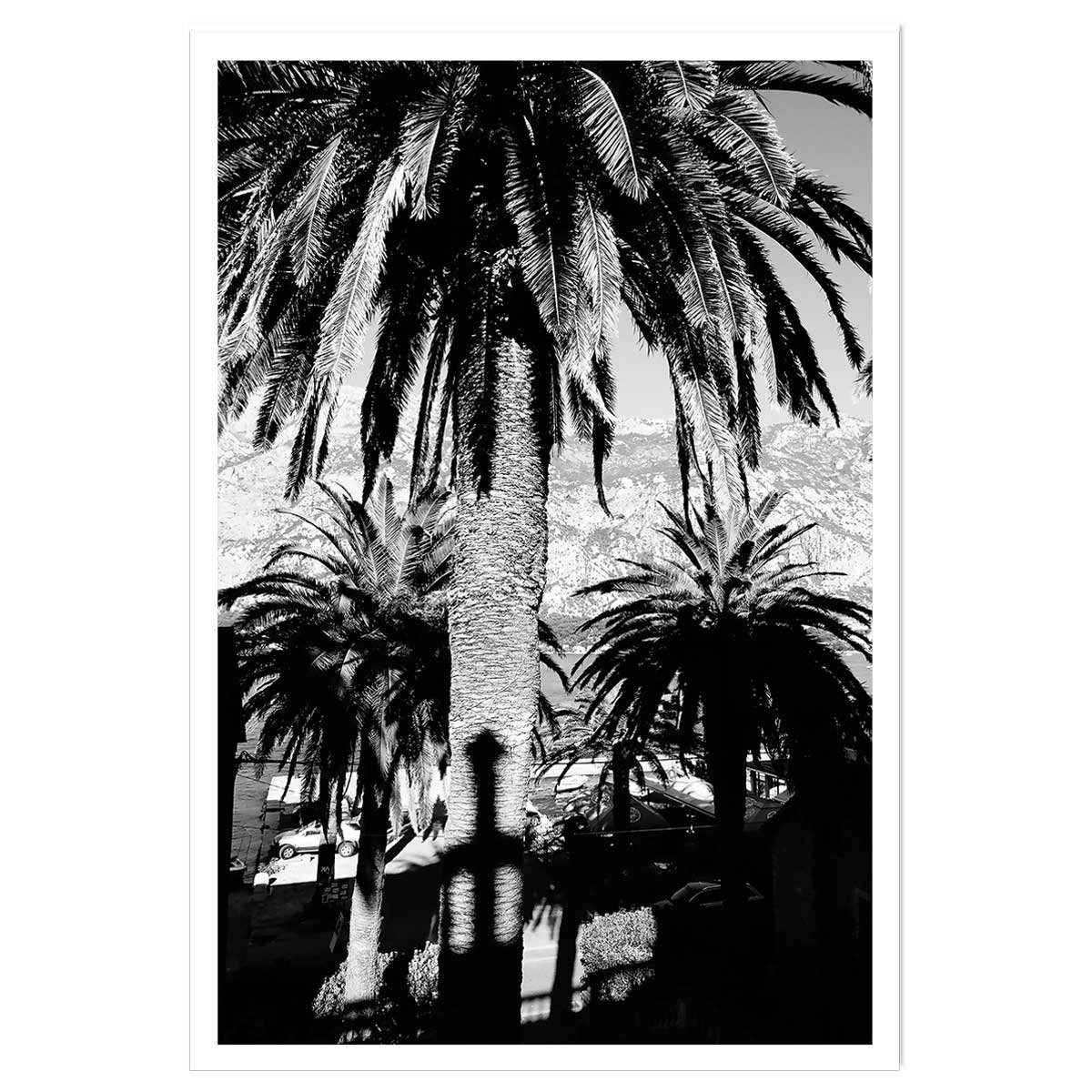 Affiche noir et blanc palmiers monténégro affiche seule, HEXOA
