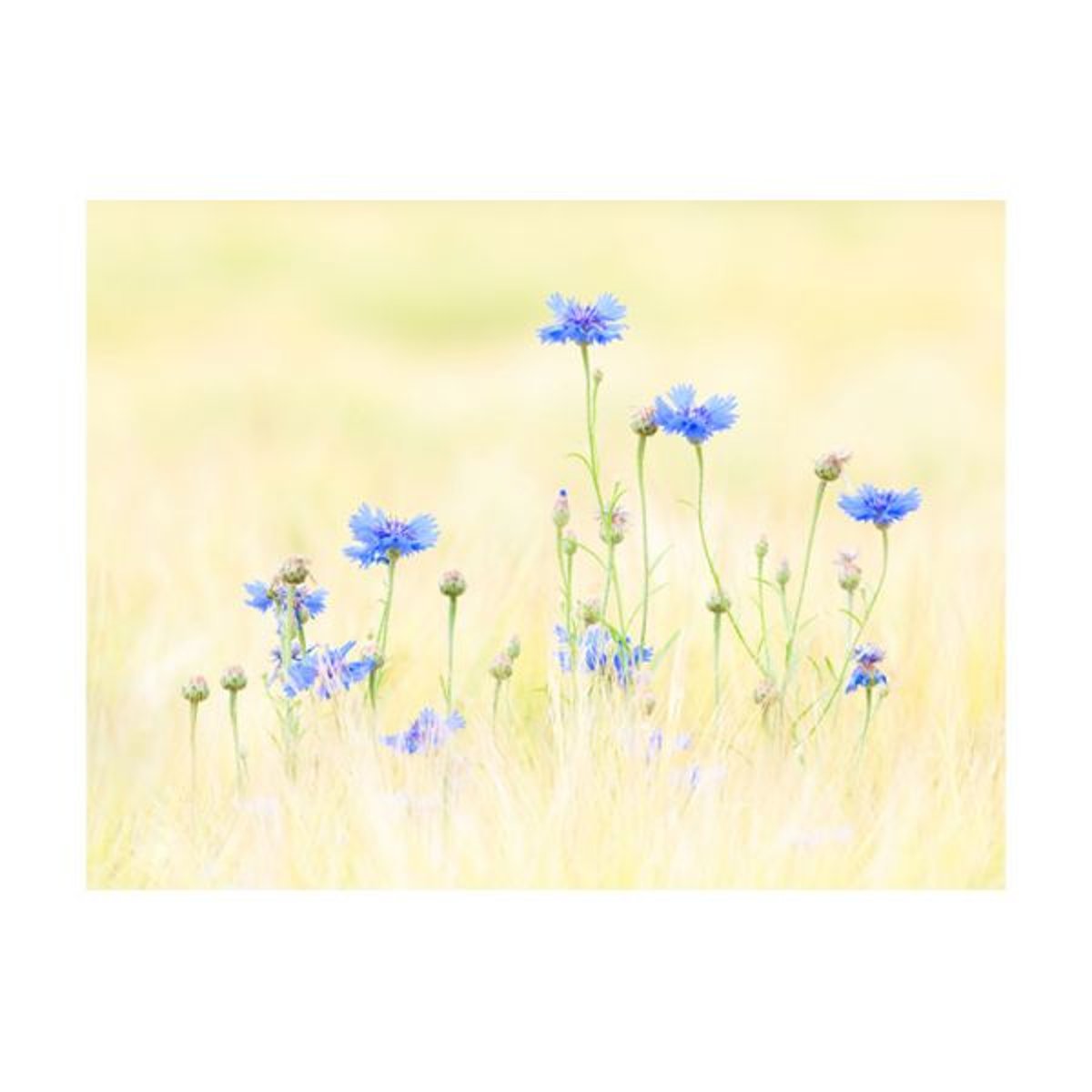 Papier peint intissé panoramique Fleurs Bleuets bleu, EDEN
