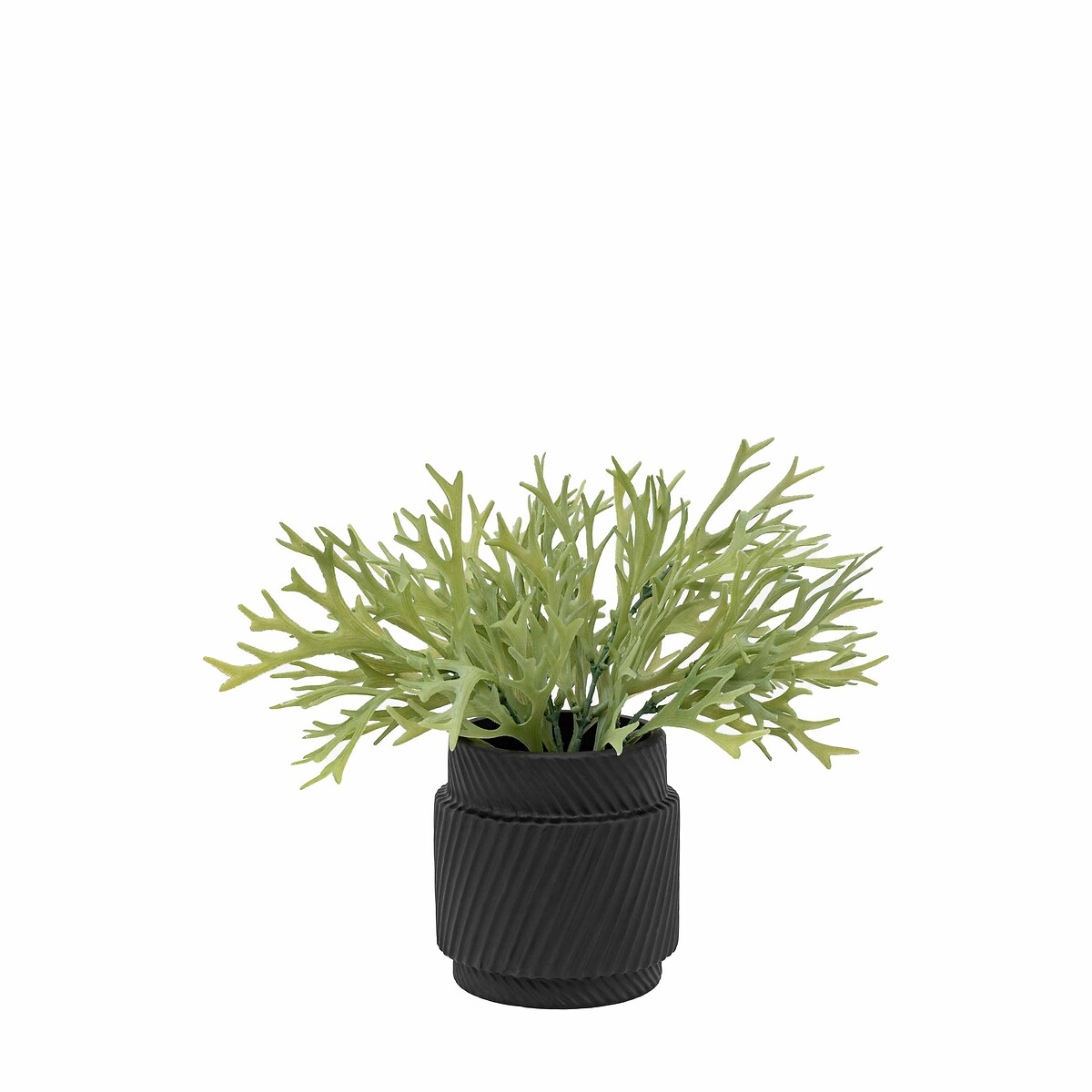 28cm Faux Playycerium in Ceramic Pot green, ÉDITÉ