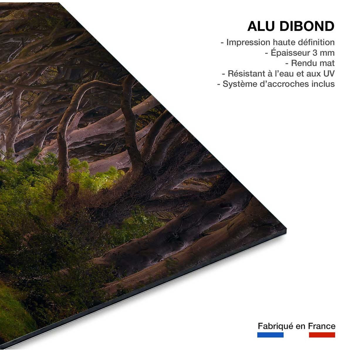 Tableau nature arbres enchanteurs tableau alu dibond, HEXOA