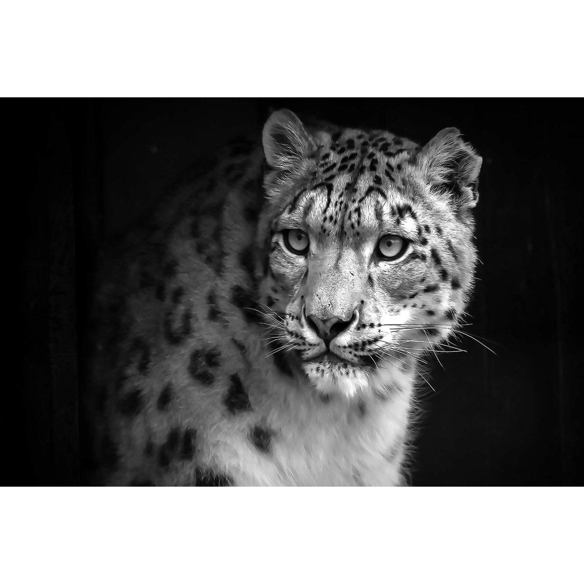 Tableau animaux le regard du léopard tableau alu dibond, HEXOA