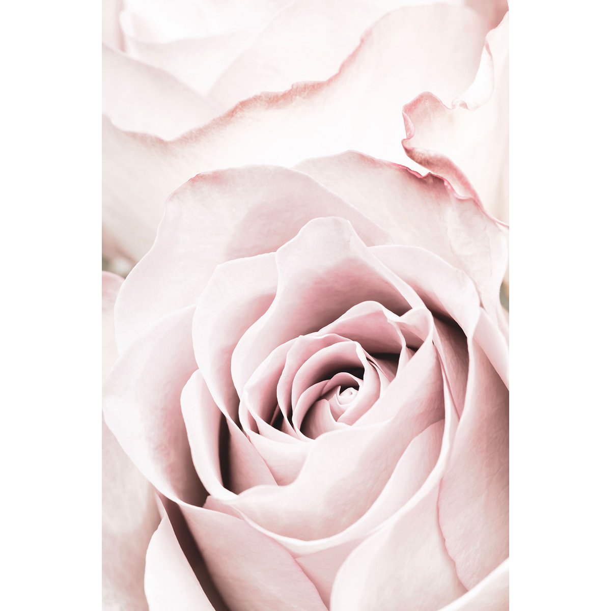 Tableau rosa romantica tableau alu dibond, HEXOA