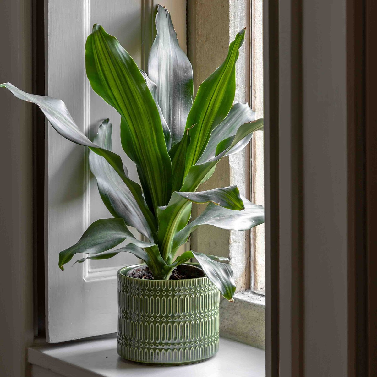 Salara Embossed Planter in Olive green, ÉDITÉ